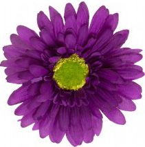gerbera-daisy-purple