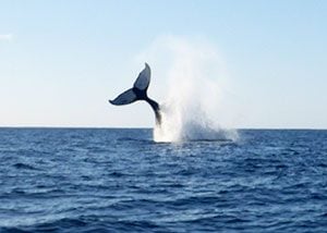 Best Experience Gifts for Christmas - Whale Watch