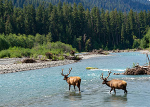 Olympic National Park