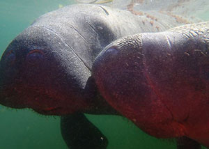 manatees