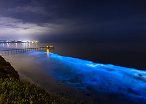 bioluminescent bay - things to do outside