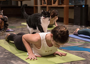 Cat Yoga