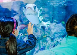 What to do on a Rainy Day: Aquariums