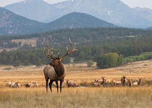 Elk in Rocky Mountain