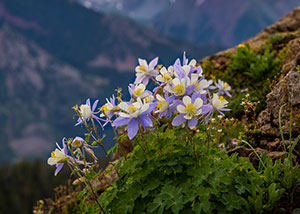 Colorado Columbine Flowers