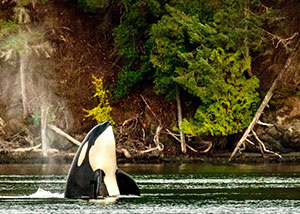 Things to Do in Washington - Kayak with Orcas