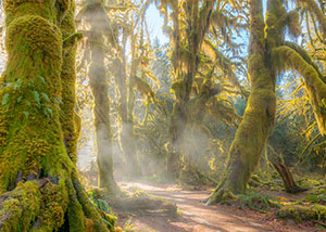 Things to Do in Washington - The Hoh Rainforest