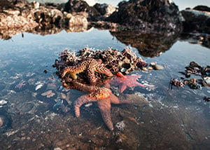 Things to Do in Washington - Tide Pooling