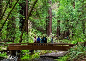 San Francisco Attractions - Muir Woods