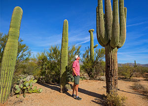 Things to See in Arizona - Saguaro National Park