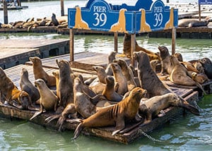 San Francisco Attractions - Fisherman's Wharf and Pier 39