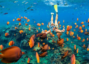 Woman Snorkeling With Orange Fish