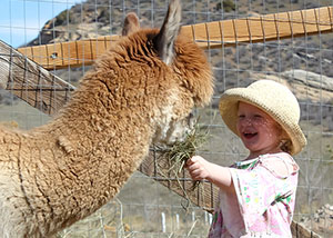 Little girl feeding alpaca