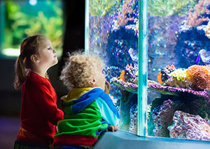 Things to do in Denver with Kids - Visit the Aquarium
