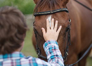 Things to do in Denver with Kids - Connect with Horses