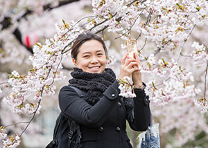 Woman photographing cherry blossoms 