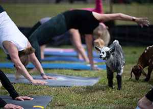 Mother's Day Gifts Under $50 - Goat Yoga