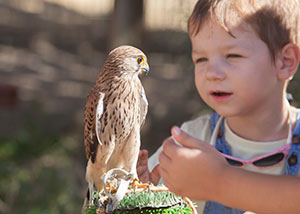 Things to do in Nashville with Kids - Falconry Lesson