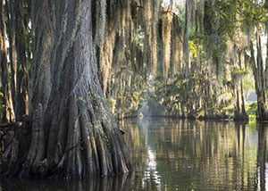 Most Scenic Spots in the US - The Louisiana Bayou