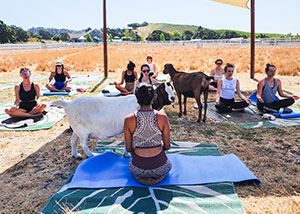 Earth Day Activities - Goat yoga