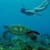 	 Beginners Snorkel Adventure