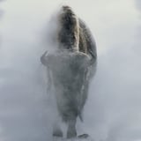 Winter Yellowstone Tour