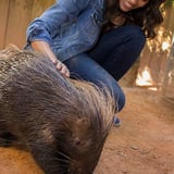 Girl touching porcupine