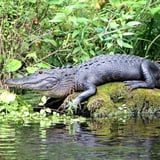Miami Everglades Tour Alligator Viewing 