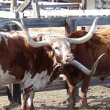 Cattle during Fort Worth Landmarks Tour