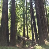 Forest Hiking in Big Sur