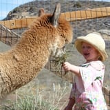 Child Feeding Alpaca