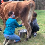 Milking a Cow