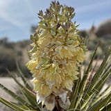 Meditation in Joshua Tree