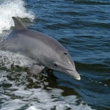 Dolphin Jumping Out  of Water