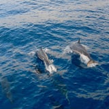 See Dolphins in Oahu