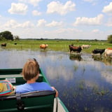 Animals from airboat