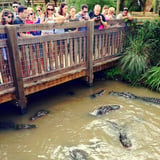 People looking at gators