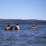 See the Wildlife from a Kayak