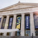 Visit Shedd Aquarium