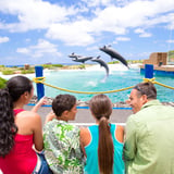 Visit the Sea Life Park in Hawaii