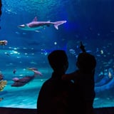 Sea Life Aquarium Admission - Orlando