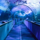 Visit the Aquarium of the Bay 