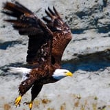 Bald Eagle on Kayak Tour in San Juan Island