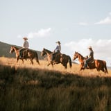 Three horses climbing hill