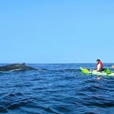 Whale snorkel