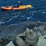Sea Lion during Guided Kayak Tour in San Diego