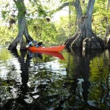 Kayaking near trees