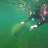 Person snorkeling with manatee