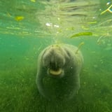 Manatee with mouth open