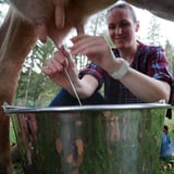 Cow Milking